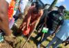 Ashanti Region: 85% of trees planted under Tree for Life Initiative are in good shape – Forestry Commission