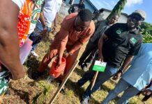 Ashanti Region: 85% of trees planted under Tree for Life Initiative are in good shape – Forestry Commission