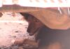 How a dog nicknamed ‘No Friend’ survived the collapsed building at Adenta New Site