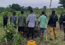 E/R: Six suspects arrested in connection with cultivation of cannabis