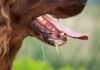 WR: Rabies outbreak kills 2 persons at Wassa East Rabbies