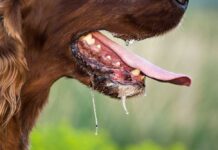 WR: Rabies outbreak kills 2 persons at Wassa East Rabbies