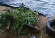 Mpasatia: Man suspected of stealing ‘aboboyaa’ dies after residents arrested him