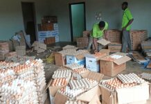 Burkina Faso lifts ban on Ghanaian egg imports; Dormaa exporters welcome breakthrough