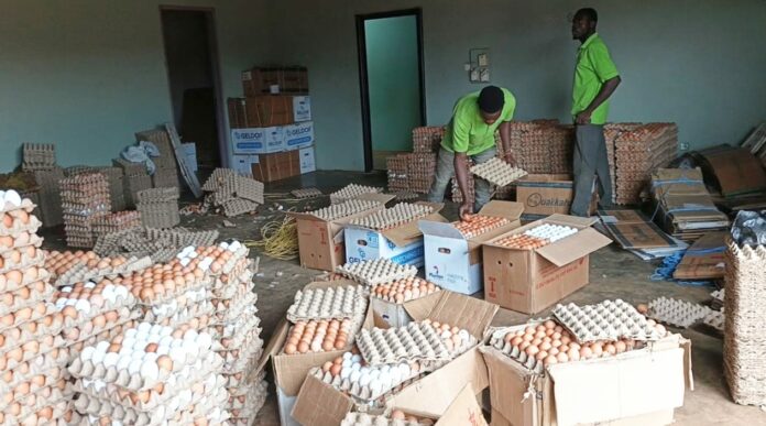 Eggs export (3)