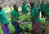 45,000 tree seedlings distributed to strengthen climate-resilient cashew production in Bono Region