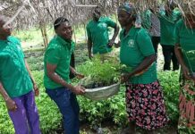 45,000 tree seedlings distributed to strengthen climate-resilient cashew production in Bono Region