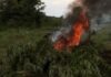 Volta Region: Police destroy illegal Indian hemp farms at South Dayi
