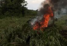 Volta Region: Police destroy illegal Indian hemp farms at South Dayi