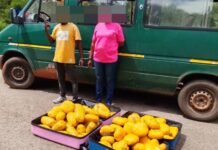Police in Bole reject GHC300k bribe; arrests 2 persons for possession of 73 parcels of Indian hemp