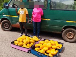 Police in Bole reject GHC300k bribe; arrests 2 persons for possession of 73 parcels of Indian hemp