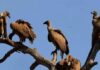 Are vultures becoming extinct? Vultures