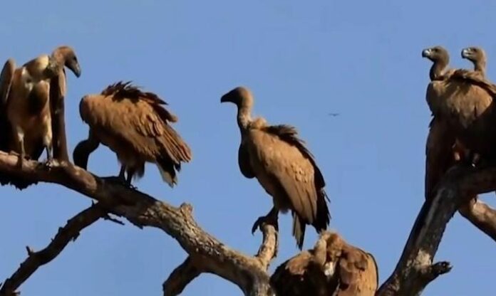 Vultures