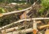 Mankranso: Farmers lose faith in Tree Tenure Scheme amid illegal logging concerns