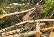 Mankranso: Farmers lose faith in Tree Tenure Scheme amid illegal logging concerns
