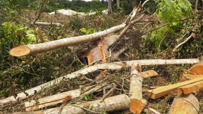 Mankranso illegal logging (4)
