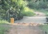 Deplorable roads deepen post-harvest losses for farmers in Suaman Dadieso