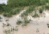Bagre Dam Spillage: Farmers along the White Volta begin salvaging crops after signal by SONABEL of Burkina Faso