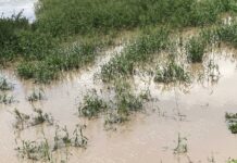Bagre Dam Spillage: Farmers along the White Volta begin salvaging crops after signal by SONABEL of Burkina Faso