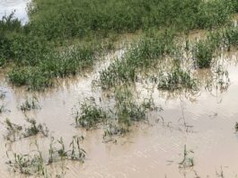 Bagre Dam Spillage: Farmers along the White Volta begin salvaging crops after signal by SONABEL of Burkina Faso
