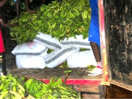 NER: Joint security forces arrest 2 suspects at Bunkpurugu for concealing 118 bags of cocoa beans in trucks loaded with plantain