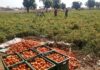 UER: Quest to end Ghana’s dependence on Burkina Faso for tomatoes begins with cultivation of 10,000 acres