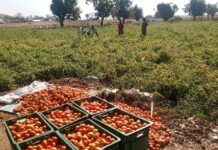 UER: Quest to end Ghana’s dependence on Burkina Faso for tomatoes begins with cultivation of 10,000 acres