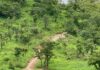 NER: Youth of Gubiou, Saam-Ni construct road through mountains to avoid being cut off from civilisation