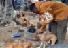 Lovers of dog and cat meat threaten to sue government if consumption of their delicacies is banned
