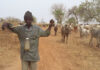 IOM’s TTT records 4, 239 transhumant herders and 97, 395 animals in Upper East and Upper west regions