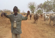 IOM’s TTT records 4, 239 transhumant herders and 97, 395 animals in Upper East and Upper west regions