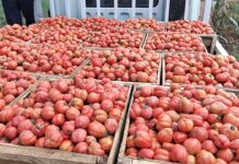 CSIR equips farmers with knowledge in Climate-Resilient practices