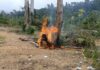 Military, Forestry Commission team destroy illegal mining equipment at Krokosua Hills Reserve