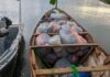 Marine Police intercept canoe loaded with suspected cannabis at Ada