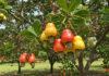 ACPG President urges government support for cashew value chain expansion