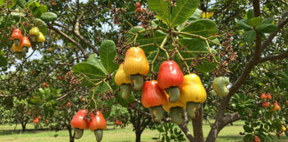 ACPG President urges government support for cashew value chain expansion
