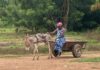 UWR: Use of donkeys to transport goods booms in Sissala West District