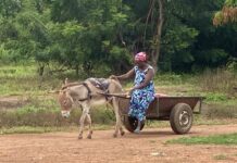 UWR: Use of donkeys to transport goods booms in Sissala West District