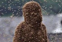 Bees invade Achiase, kill 81-year-old woman