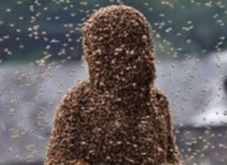 Bees invade Achiase, kill 81-year-old woman