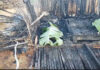 Western Region: 4 family members burnt to death at Apemanim No.2