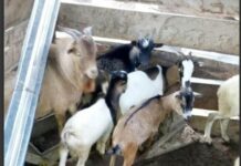 WR: Residents of Aboso raise alarm over rise in goat stealing incidents after being fed with tramadol-laced food