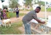 NDC Constituency Elections: Some members invoke curses at Atwima Kwanwoma over who qualifies as delegate