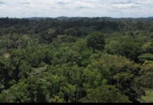 Galamsey Fight: Forestry Commission to deploy armed teams and surveillance technology in Subri Forest Reserve
